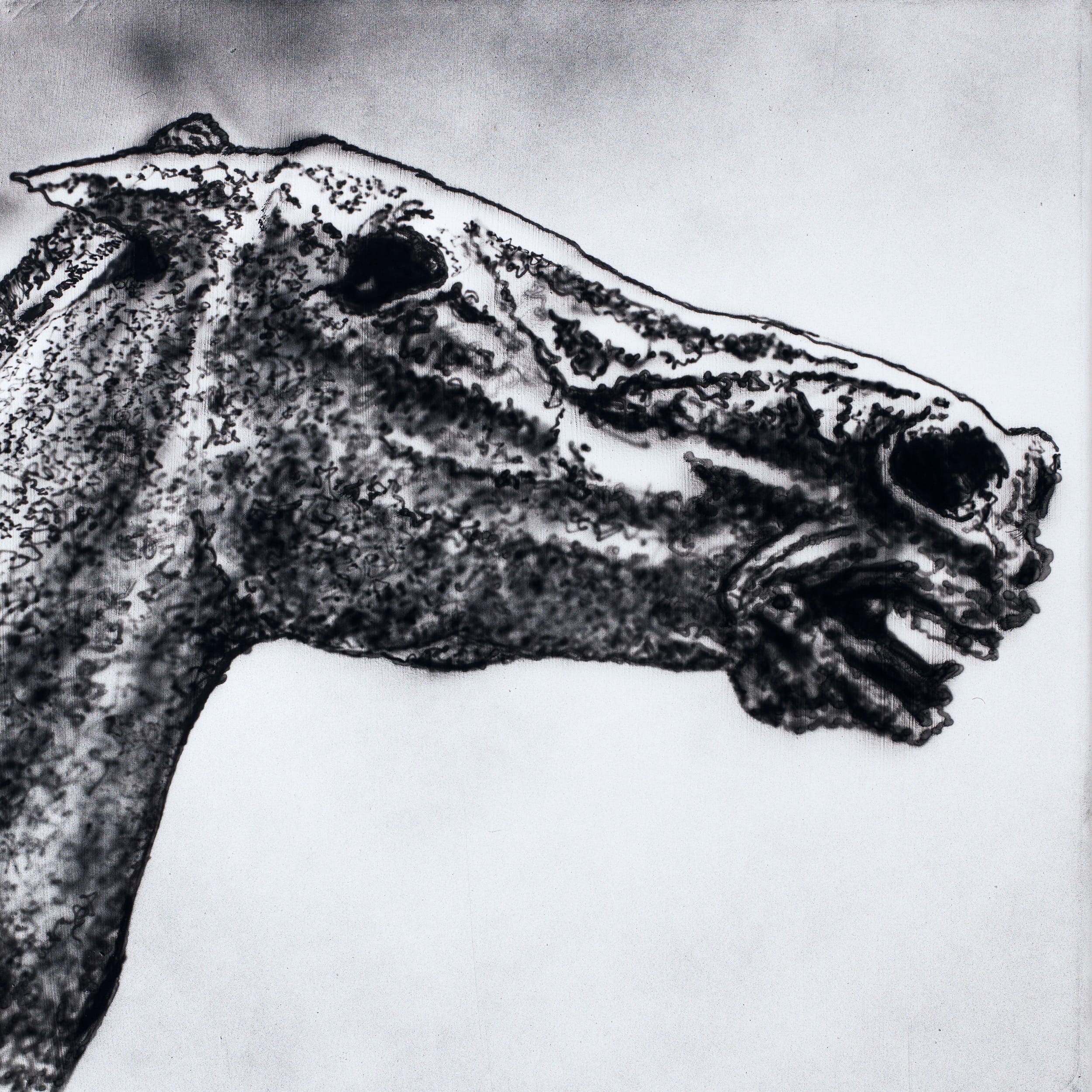 Horse head. Oil on canvas, 50 x 50 cm, 2019